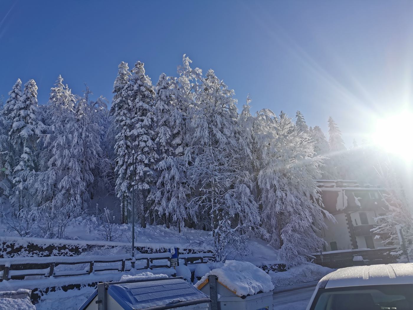 Abeti carichi di neve al sole dell'Abetone